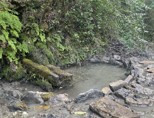 Actuació Basses Amigues a la Font del Ral (Rojals-Montblanc)