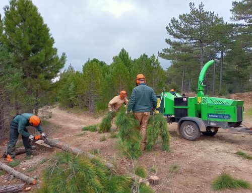 La Cooperativa Reboll presenta un estudi per donar una nova vida als subproductes del bosc i afavorir els pol·linitzadors